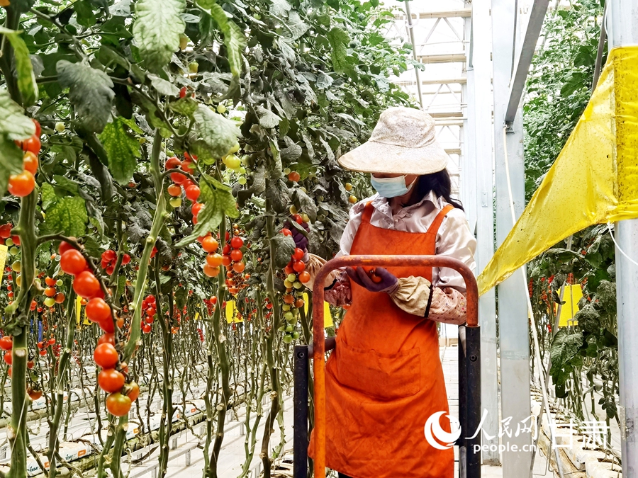 蘭州新區現代農業公園的圣女果智能溫室內，工人們正在采摘著紅透的圣女果。人民網 高翔攝