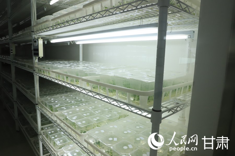 甘肅裕新農牧科技開發有限公司培養基中的馬鈴薯原原種育苗。人民網 黃帆攝