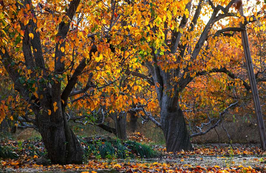 梨園秋色。張清亮攝