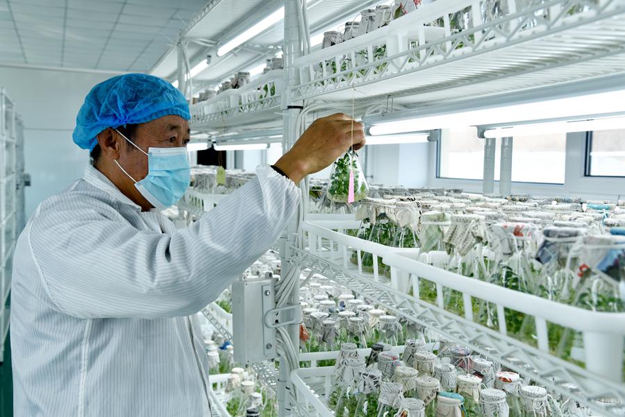 甘肅省定西市通渭縣隴陽鎮融通協作扶貧產業園內，工作人員正在育苗。張文博攝
