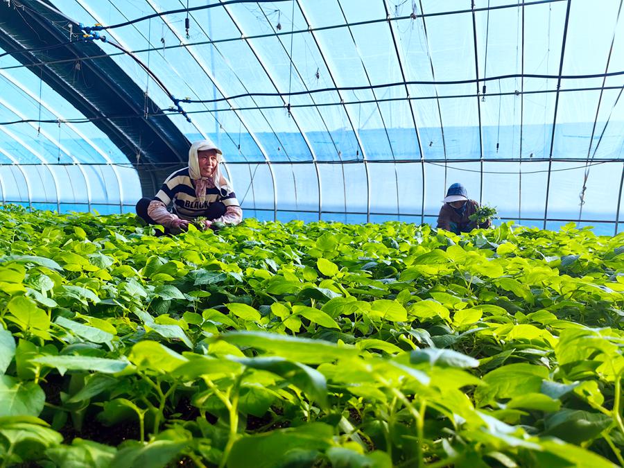 甘肅省定西市通渭縣隴陽鎮融通協作扶貧產業園日光溫室內，村民們正忙著種薯培育。張文博攝