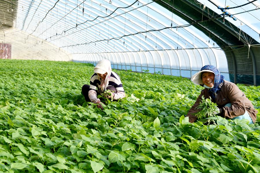 甘肅省定西市通渭縣隴陽鎮融通協作扶貧產業園日光溫室內，村民們正忙著種薯培育。張文博攝
