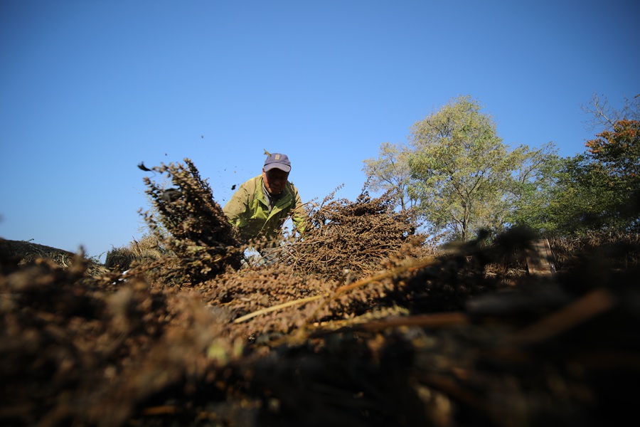 甘肅正寧3.5萬畝紫蘇喜獲豐收。馬會剛 攝