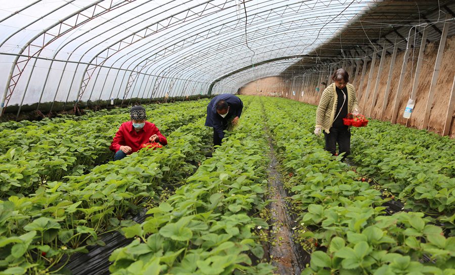 慶陽萬潤園種養殖農民專業合作社種植戶采摘草莓。盤小美攝