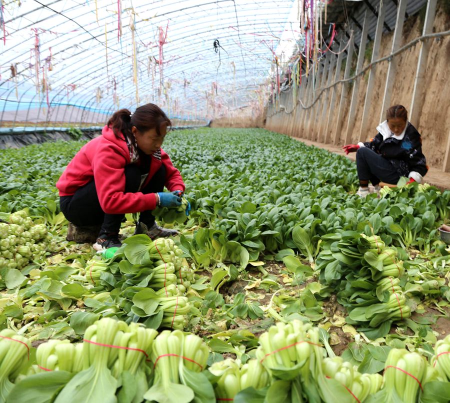 肖金設施蔬菜基地種植戶采收油菜。盤小美攝