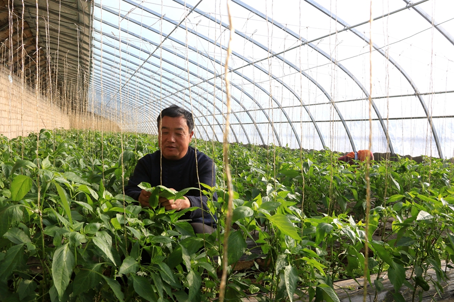 甘肅省敦煌市莫高鎮蘇家堡村農戶在溫室中忙碌。張曉亮、王佳攝