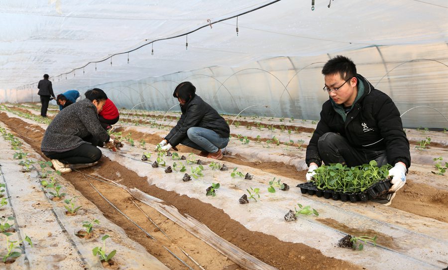 慶陽市老石橋種養殖農民專業合作社社員定植甜瓜苗。盤小美攝