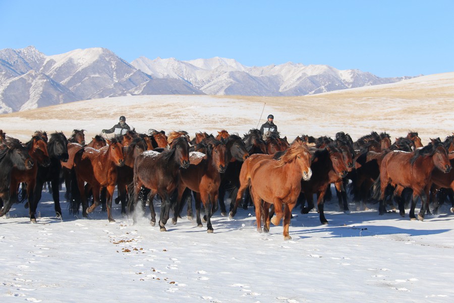 成群的駿馬馳騁在茫茫雪原。王超攝