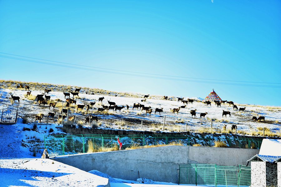 甘肅祁連山國家公園雪后初霽靜美如畫