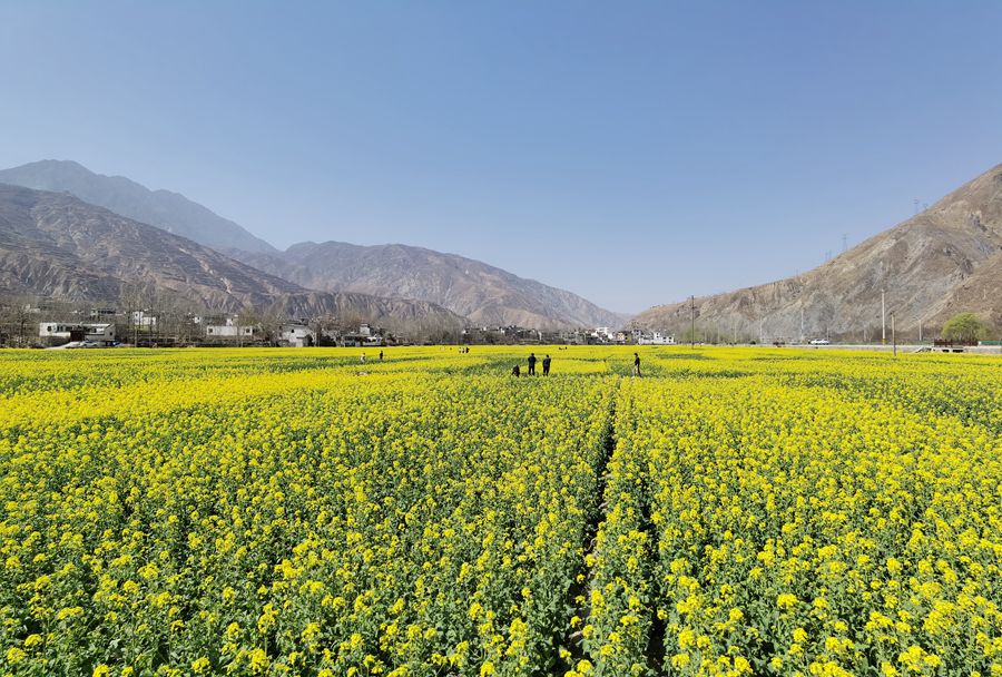 隴南市武都區萬畝油菜花競相綻放，美不勝收。隴南市融媒體中心供圖
