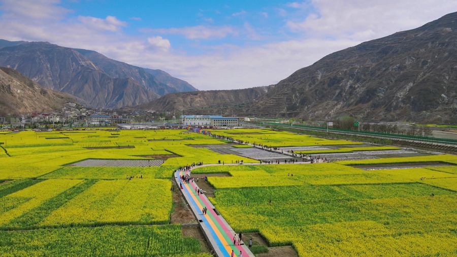 隴南市武都區萬畝油菜花競相綻放，美不勝收。隴南市融媒體中心供圖
