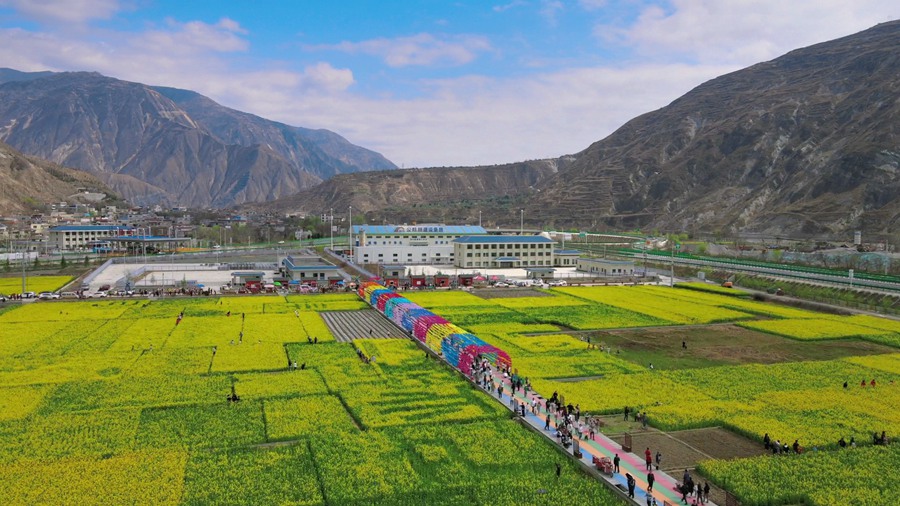 隴南市武都區萬畝油菜花競相綻放，美不勝收。隴南市融媒體中心供圖