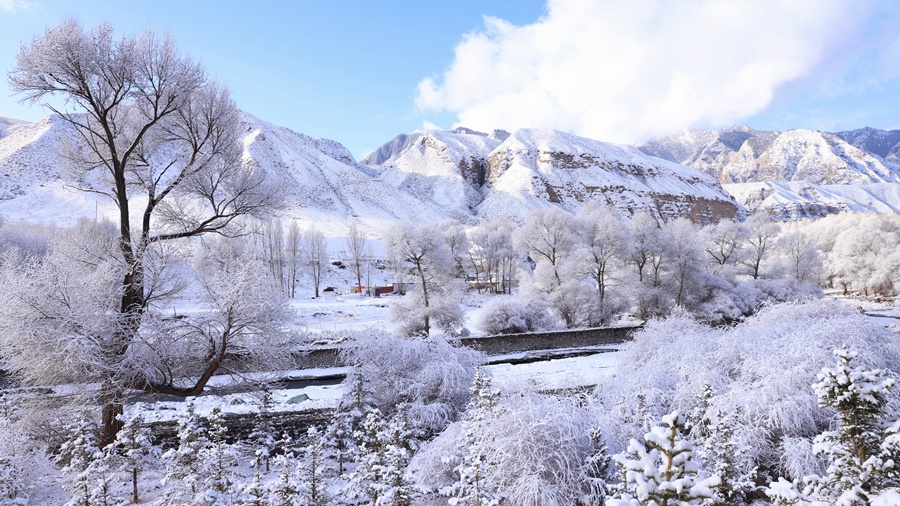 甘肅肅南：玉樹瓊枝美如畫。武雪峰 安維斌攝