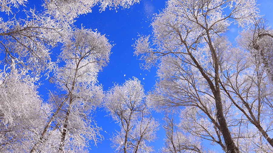 甘肅肅南：玉樹瓊枝美如畫。武雪峰 安維斌攝