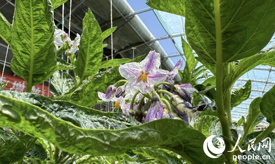 人參果株上，紫色的花正開著。人民網記者 徐冬兒攝