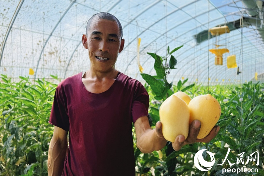 種植大戶茍新文手捧剛摘下的人參果。人民網 李根攝