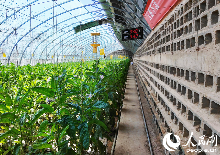 清泉鄉茍新文家大棚內景。人民網記者 劉紅攝