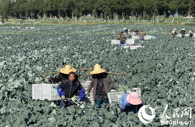張掖市甘州區黨寨鎮馬站村農戶正在采摘西蘭花。人民網記者 王金雪攝