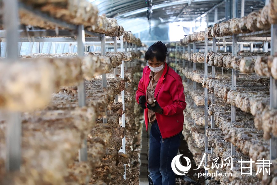 甘肅天祝:小菌菇撐起致富傘【2】