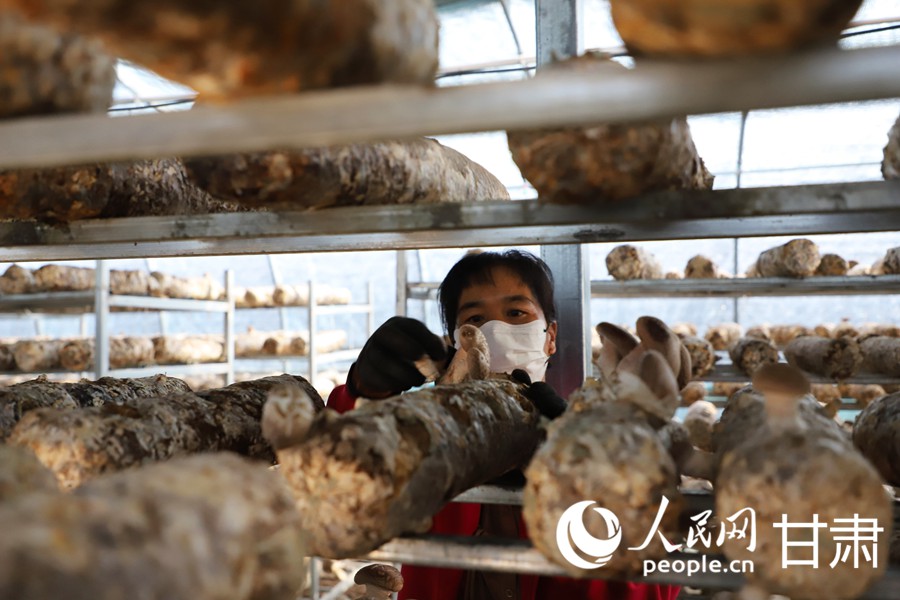 甘肅天祝:小菌菇撐起致富傘【3】