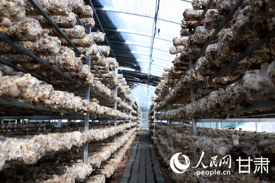 甘肅天祝:小菌菇撐起致富傘【4】