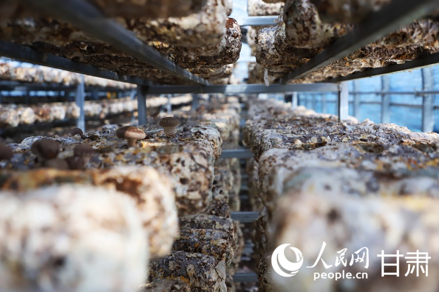 甘肅天祝:小菌菇撐起致富傘【5】