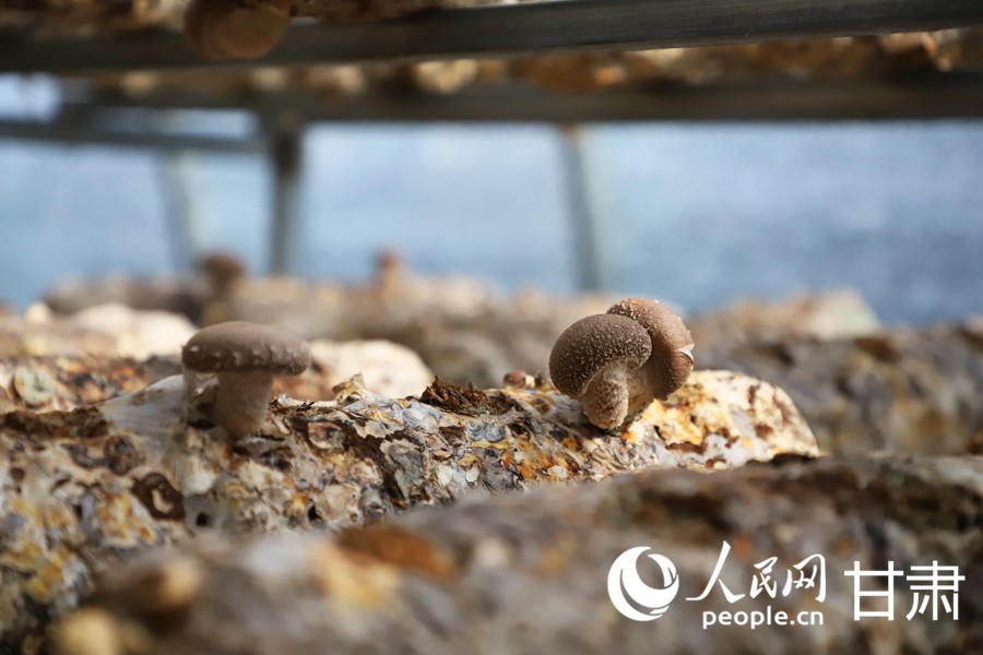 甘肅天祝:小菌菇撐起致富傘【6】