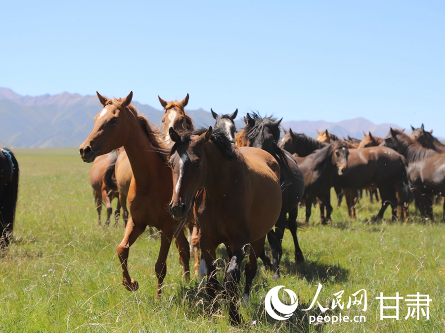 草肥馬壯 祁連山下好風光【4】