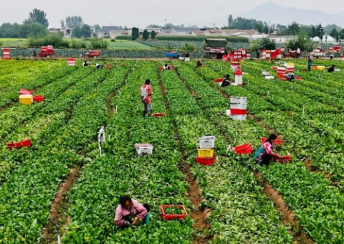 臨夏縣先鋒鄉：高原夏菜喜獲豐收
