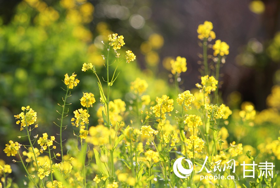 甘肅文縣：油菜花開迎春來