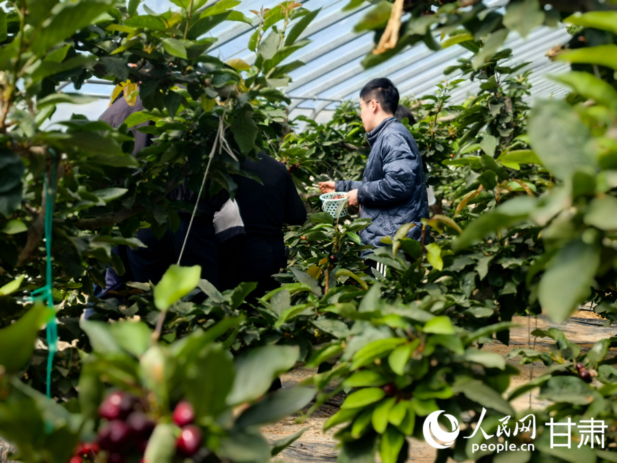 甘肅紅古：櫻桃滿枝頭 春日“采摘游”升溫【7】