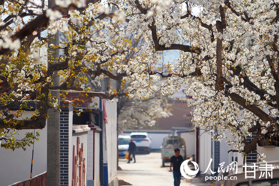 賞花正當時|甘肅蘭州：梨花俏 春意濃【4】