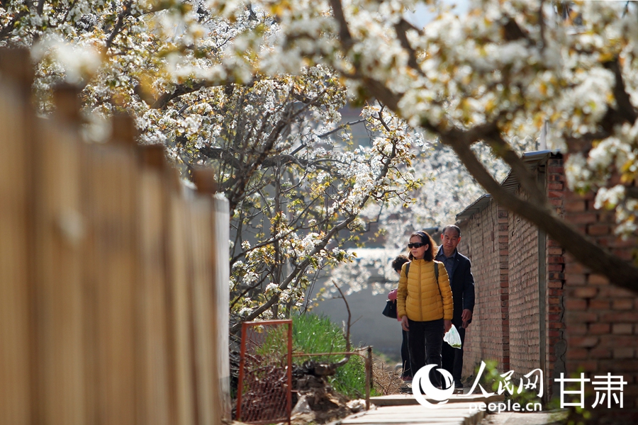 賞花正當時|甘肅蘭州：梨花俏 春意濃【5】