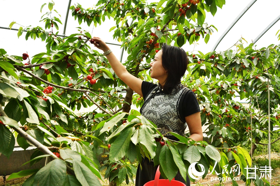 甘肅榆中：櫻桃掛枝頭 采摘正當時【2】