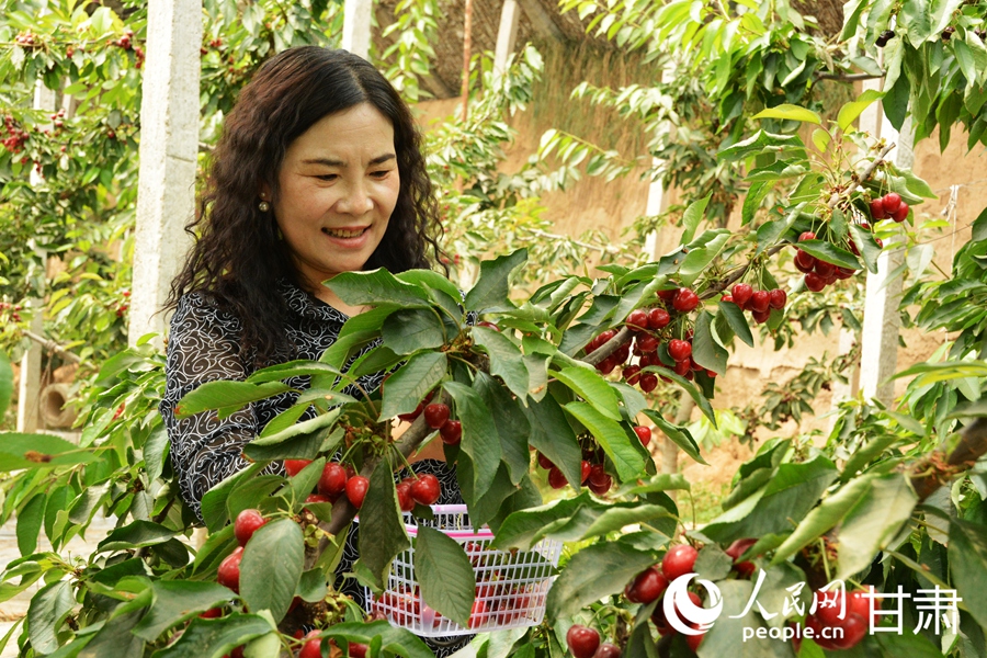 甘肅榆中：櫻桃掛枝頭 采摘正當時【4】