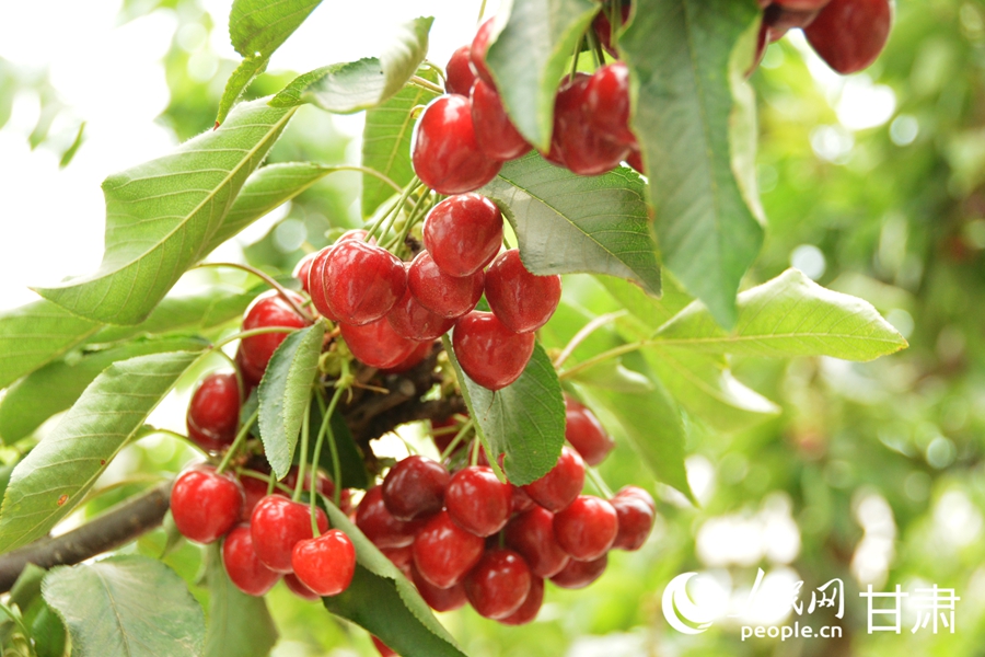 甘肅榆中：櫻桃掛枝頭 采摘正當時【5】