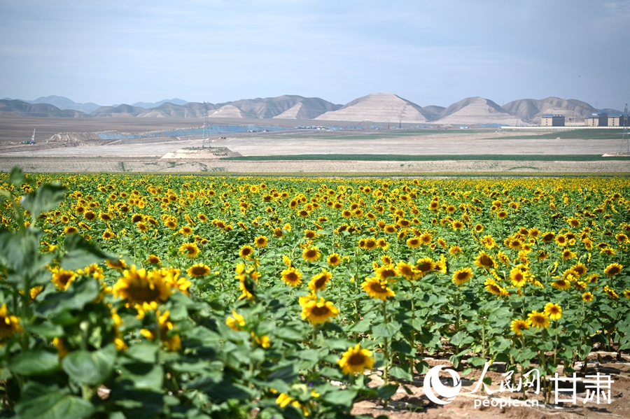 蘭州新區：千畝向日葵綻放美如畫【3】