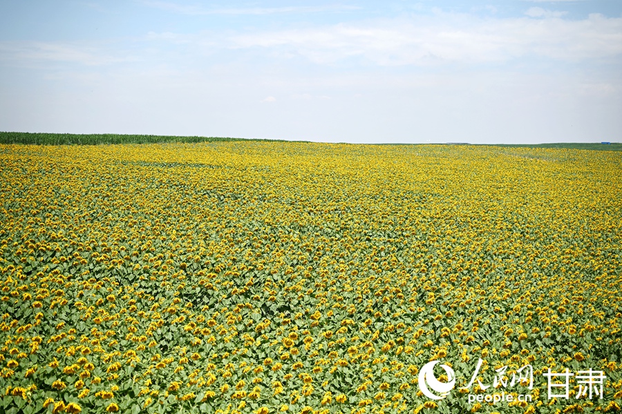 蘭州新區：千畝向日葵綻放美如畫【4】