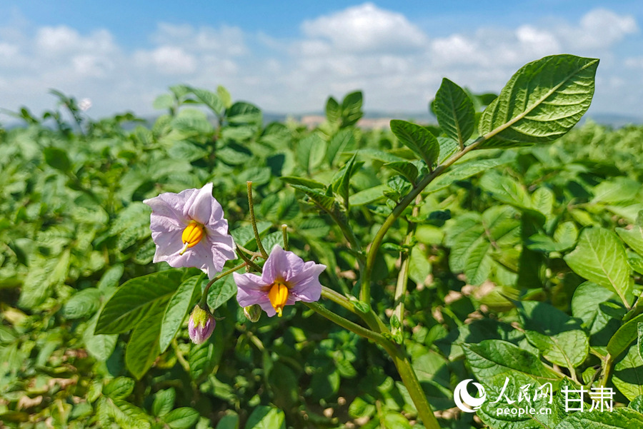 甘肅定西：馬鈴薯開出“致富花”【2】