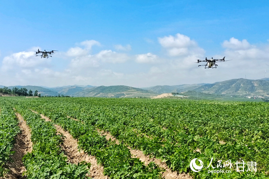 甘肅定西:馬鈴薯開出“致富花”【3】