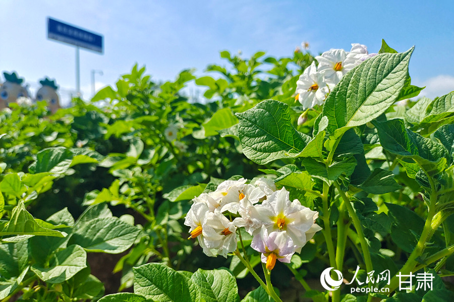 甘肅定西：馬鈴薯開出“致富花”【9】