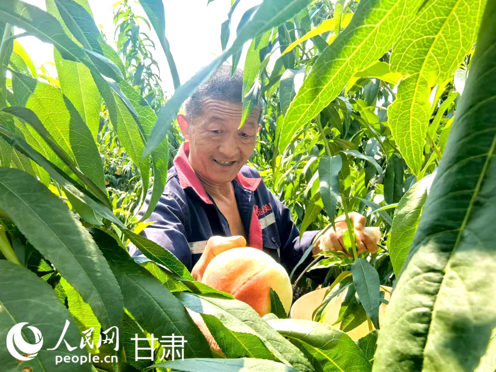 甘肅蘭州：白鳳桃甜蜜登場 嘗鮮正當時