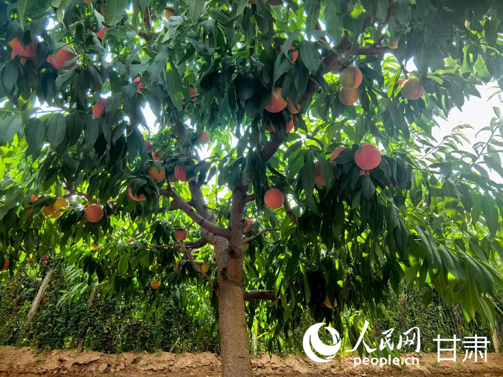 甘肅蘭州：白鳳桃甜蜜登場 嘗鮮正當時【4】