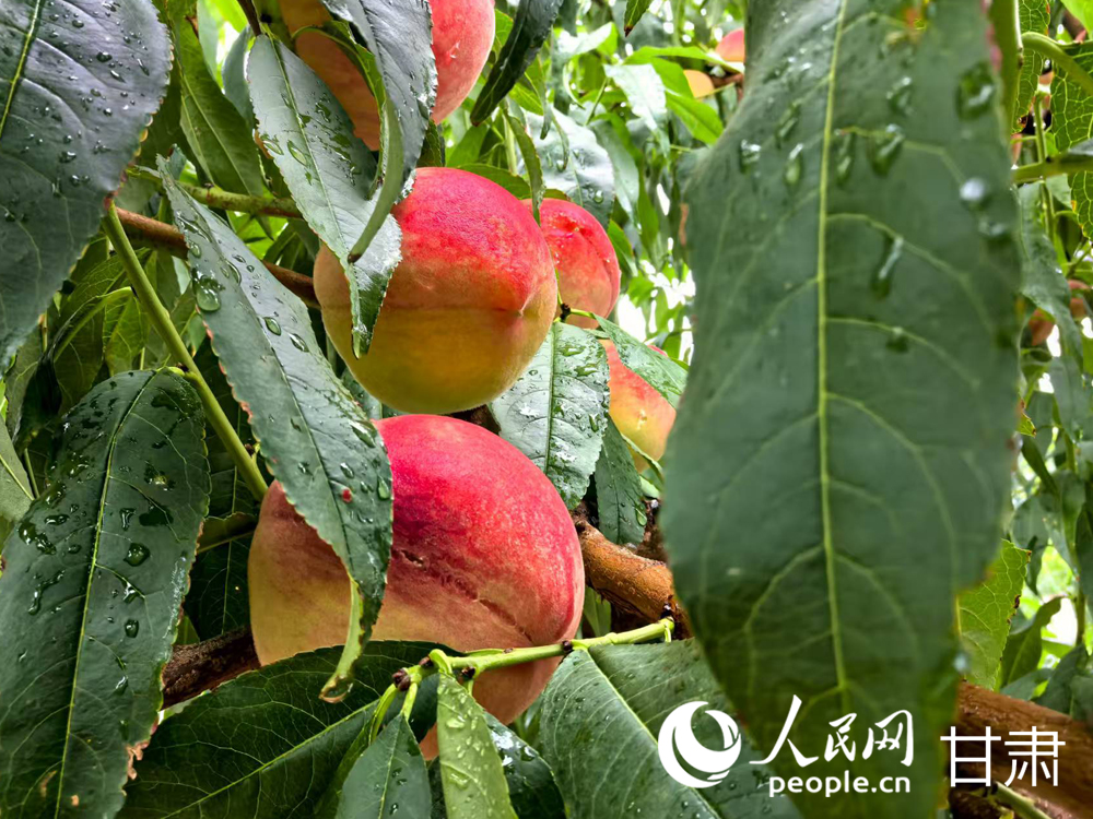 甘肅蘭州：白鳳桃甜蜜登場 嘗鮮正當時【6】
