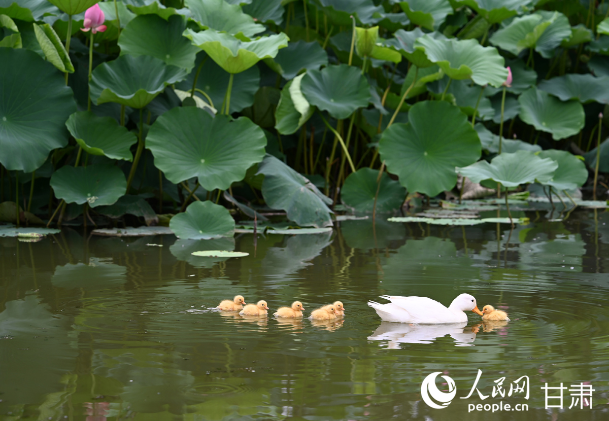 甘肅白銀：滿塘荷韻醉游人【10】
