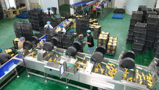 全自動運轉的機械。周志龍攝