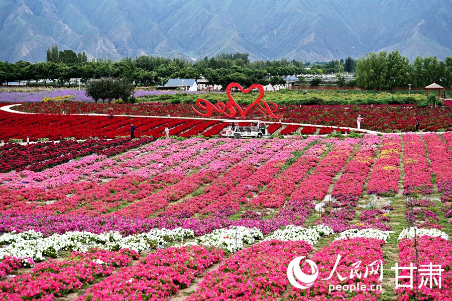甘肅白銀：五彩花海入畫來