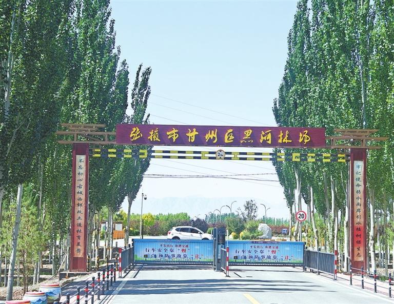 張掖市甘州區黑河林場。新甘肅·甘肅日報記者 徐俊勇