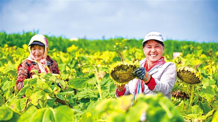 蘭州新區油葵豐收