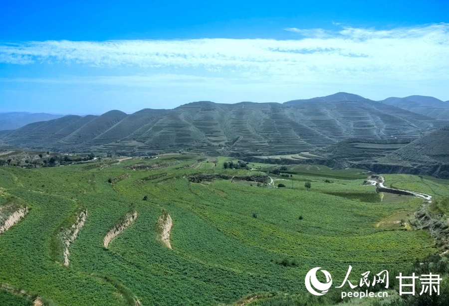 魯家溝鎮引洮水澆灌的馬鈴薯原種長勢旺盛。人民網記者 周婉婷攝